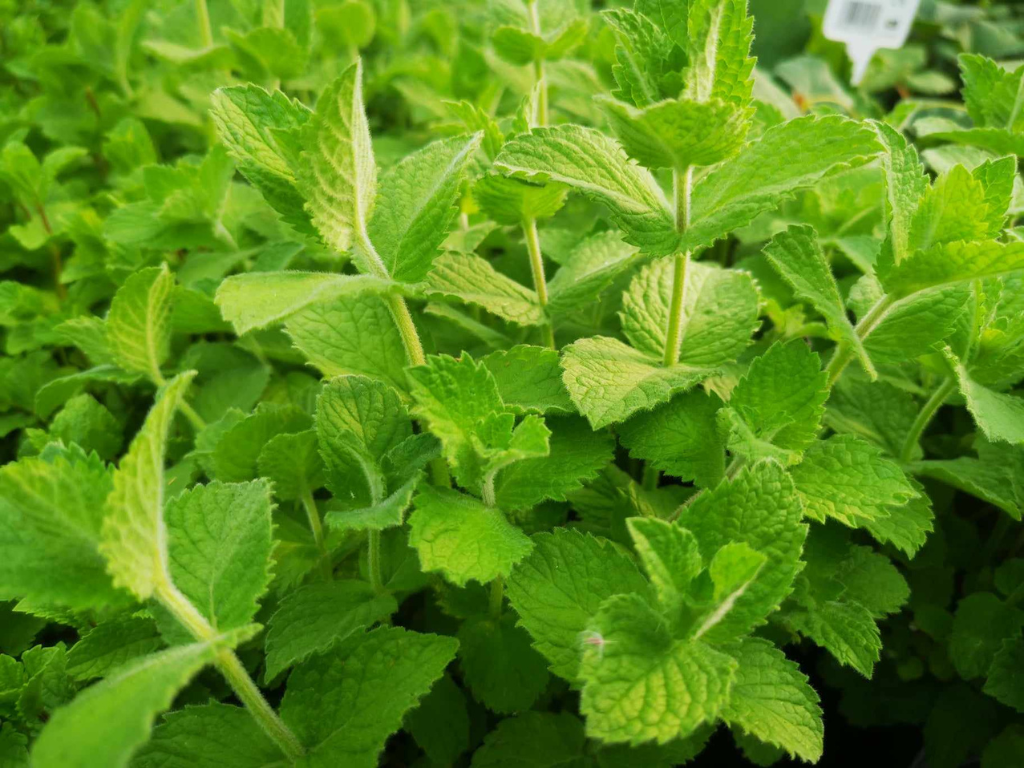 Bylinky Mäta jablková Apple Mint(3)