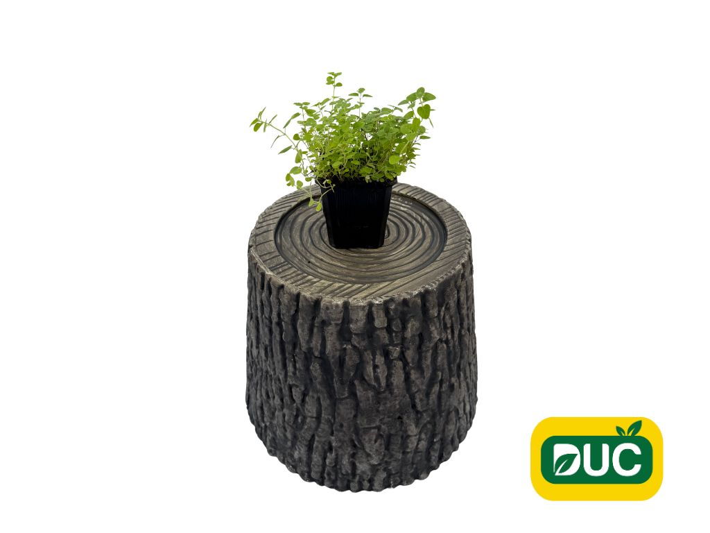 Bylinky Pamajorán obyčajný Oregano