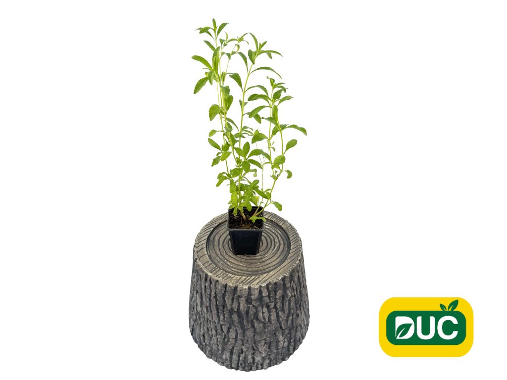 Bylinky Stévia cukrová(2)