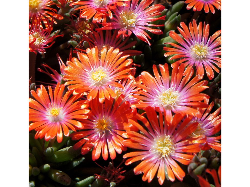Trvalky Poludňovka Jewel of Desert Sunstone(1)