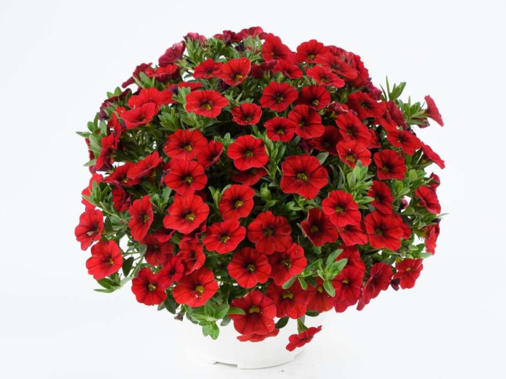 Letničky a balkónové kvety Minipetúnia Million Bells Colibri Bright Red