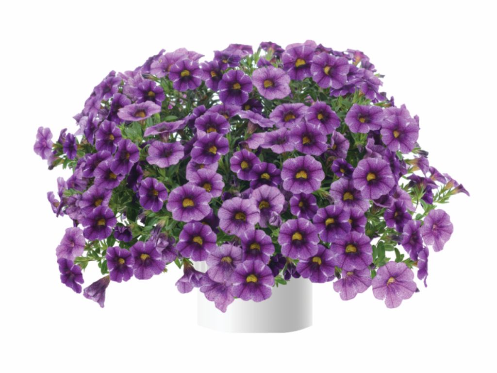 Letničky a balkónové kvety Minipetúnia Million Bells Colibri Purple Lace