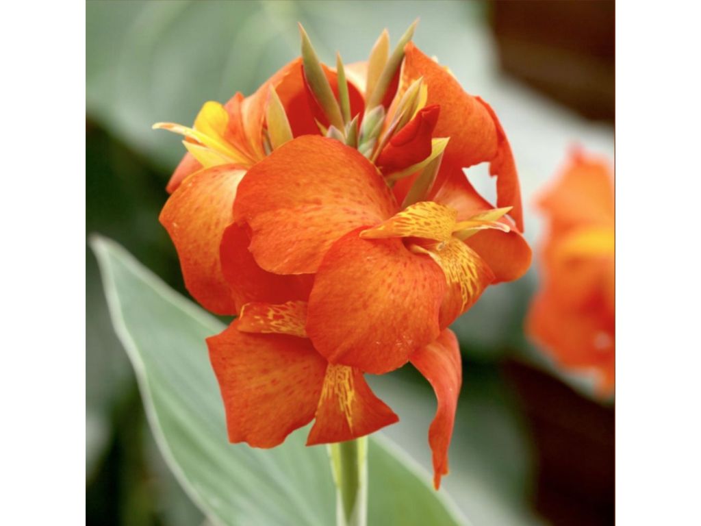 Dosna indická Orange Shades, květináč 11 cm