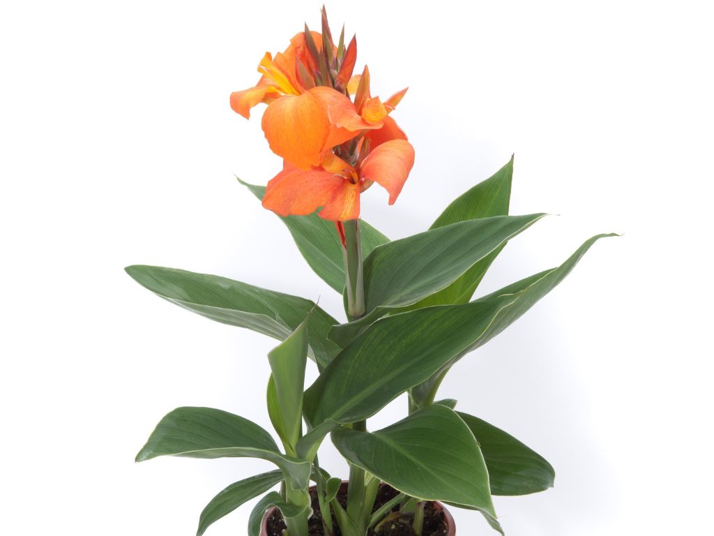 Dosna indická Orange Shades, květináč 11 cm