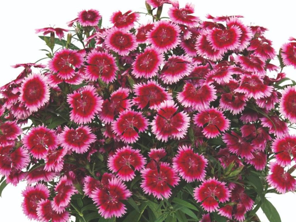 Letničky a balkónové kvety Klinček 'Summer Diamonds Little Dark Pink'(1)