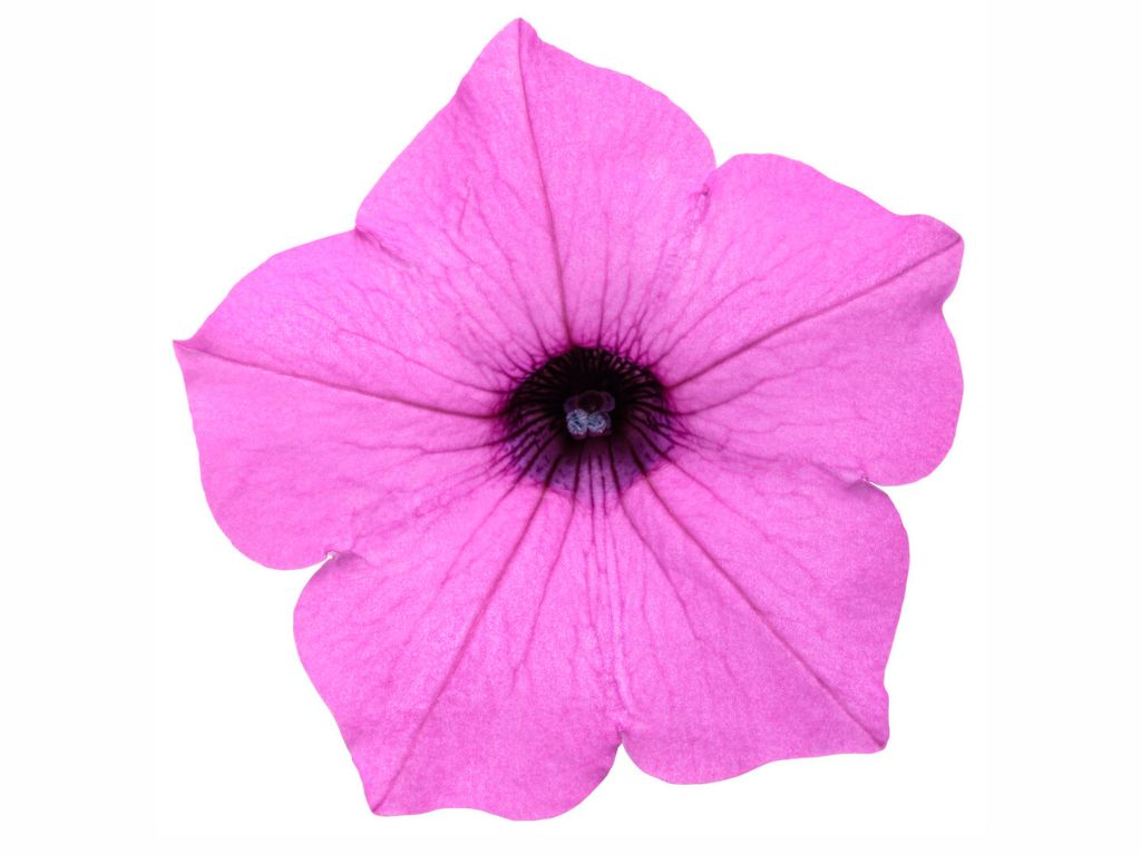 Letničky a balkónové kvety Petúnia Supertunia Vista Jazzberry(1)