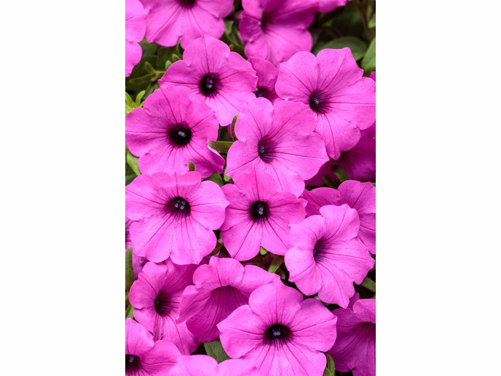 Letničky a balkónové kvety Petúnia Supertunia Vista Jazzberry(3)