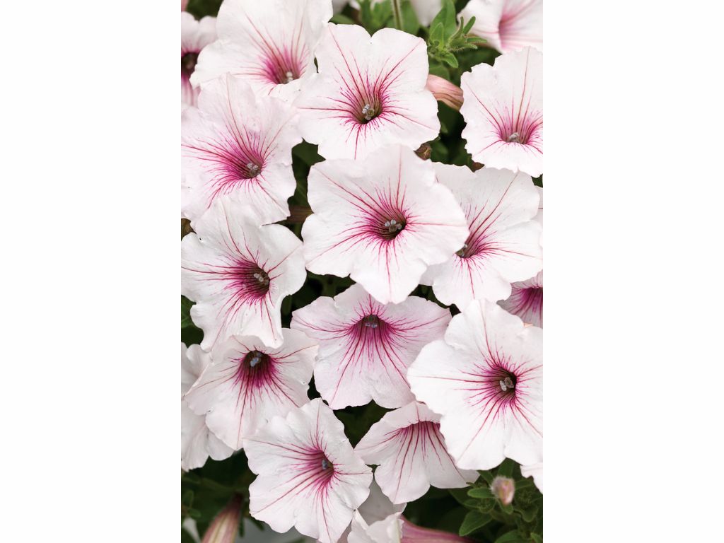 Letničky a balkónové kvety Petúnia Supertunia Vista Silverberry(3)