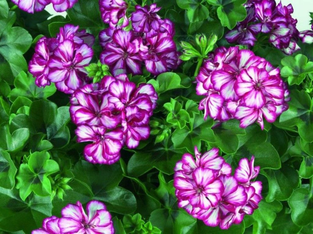 Muškát previsnutý Sunflorix Lollipop Purple Nova
