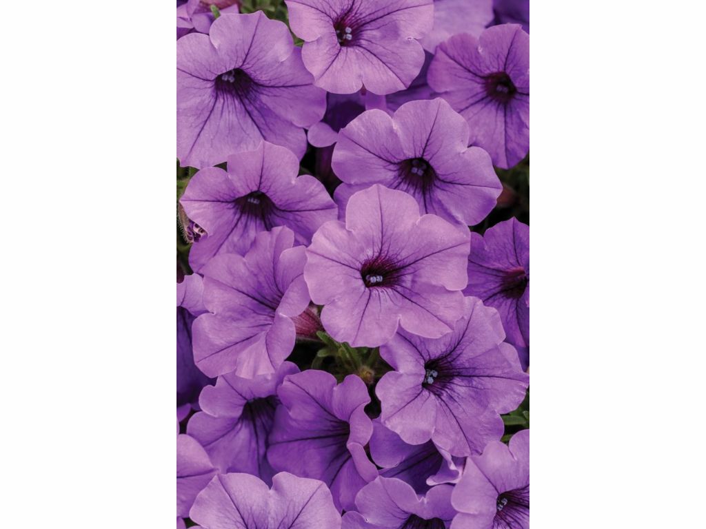 Letničky a balkónové kvety Petúnia Supertunia Vista Mini Vista Blue(2)