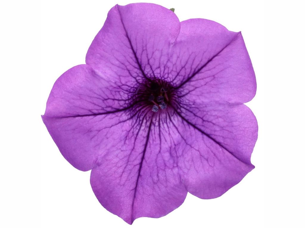 Letničky a balkónové kvety Petúnia Supertunia Vista Mini Vista Blue(4)