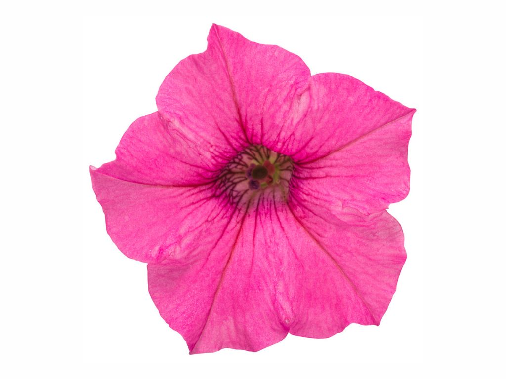 Letničky a balkónové kvety Petúnia Supertunia Vista Mini Vista Hot Pink(1)
