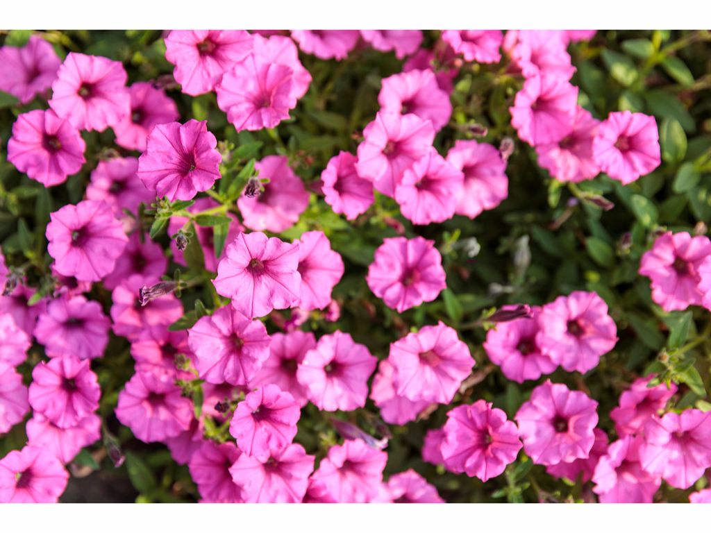 Letničky a balkónové kvety Petúnia Supertunia Vista Mini Vista Hot Pink(2)