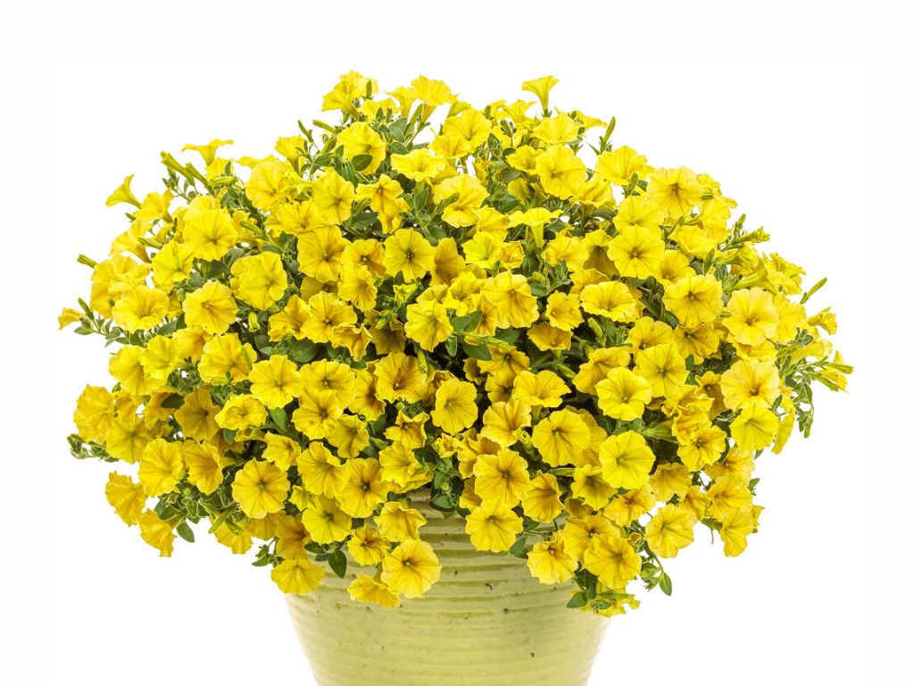 Letničky a balkónové kvety Petúnia Supertunia Vista Mini Vista Yellow