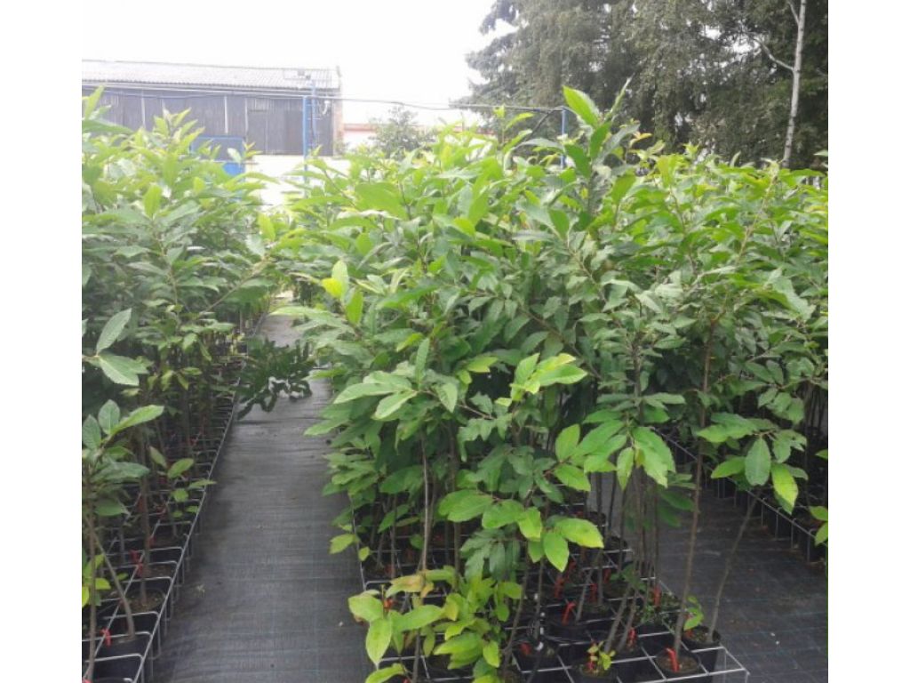 Okrasne dreviny ducplant(804)