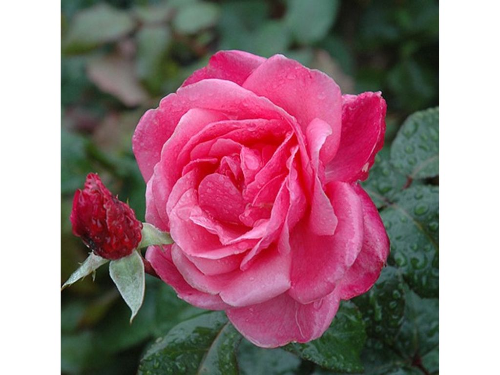 Trvalky ducplant(176)