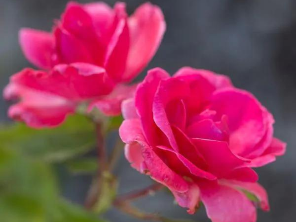 Untitled design 2024 05 23T192436.843