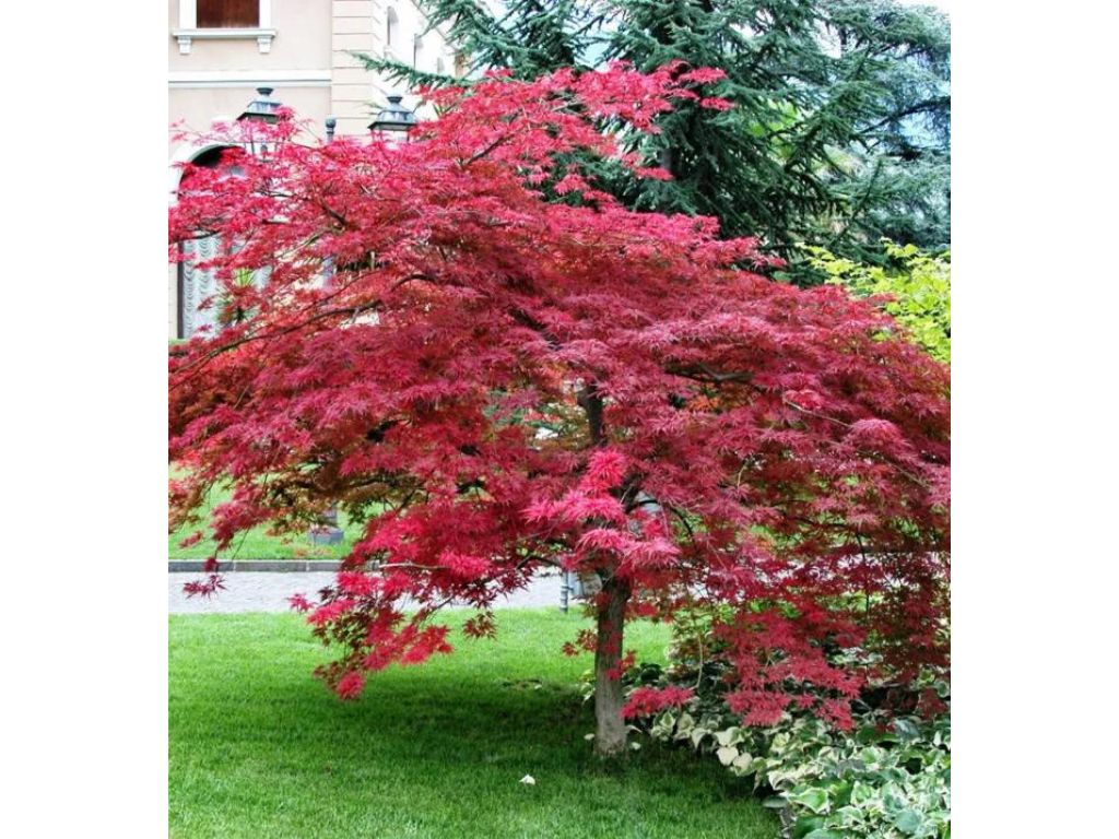 okrasne dreviny ducplant(580)