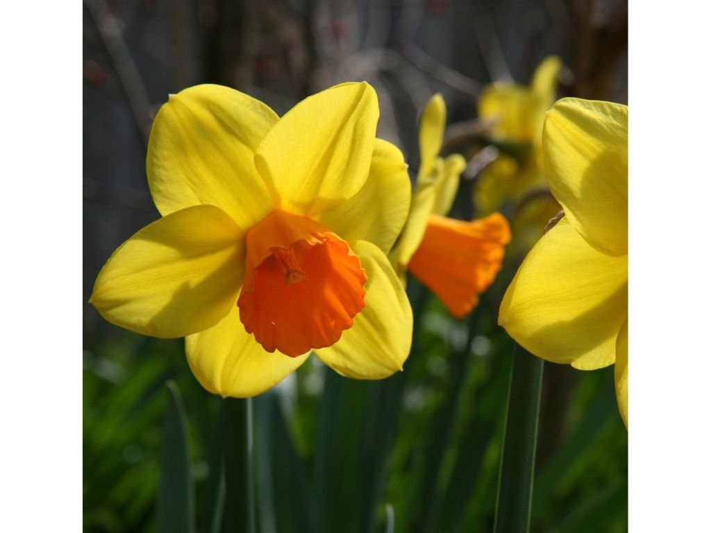 Narcis Jetfire - Narcissus, kont. p9