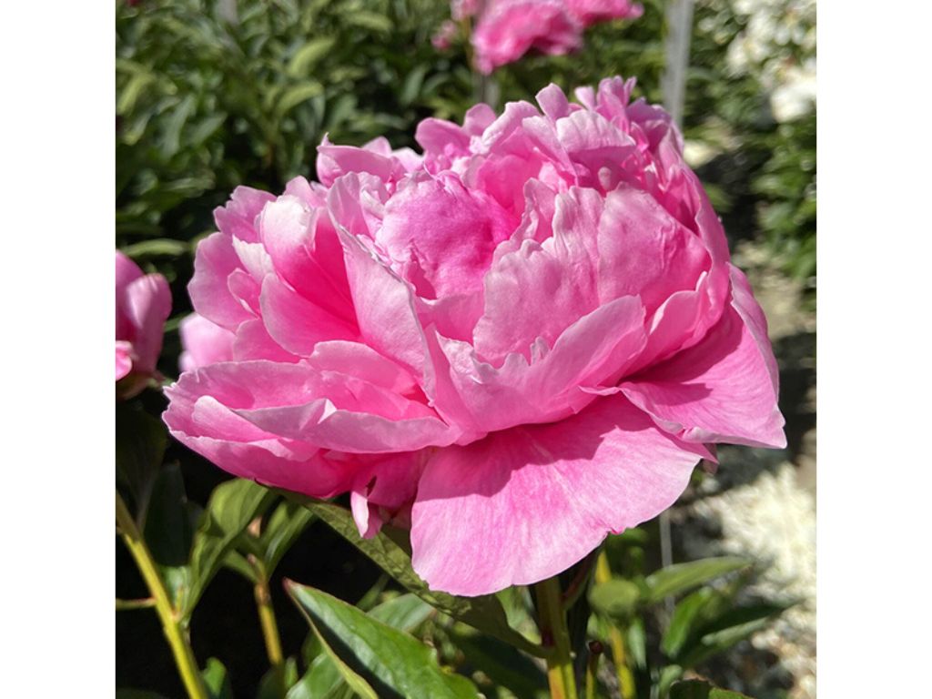 Trvalky ducplant(5)