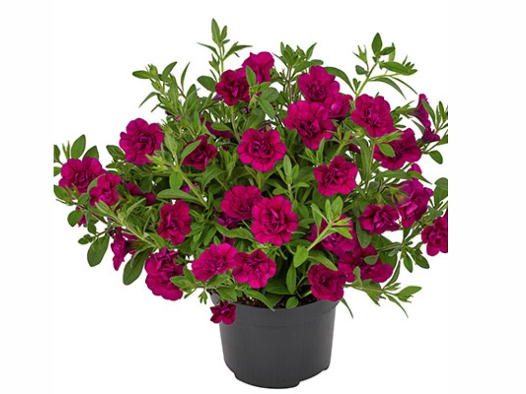 Minipetúnie Million Bells Superbells Double Magenta, květináč 10 cm