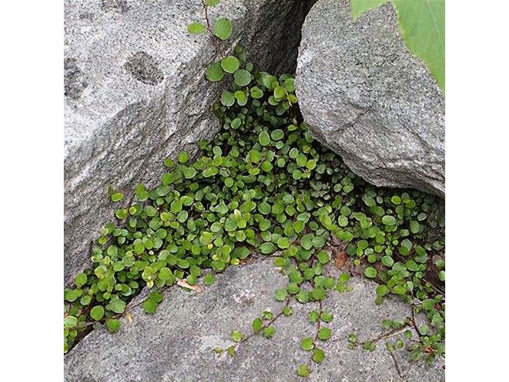 Trvalky Muhlenbeckia axillaris(2)