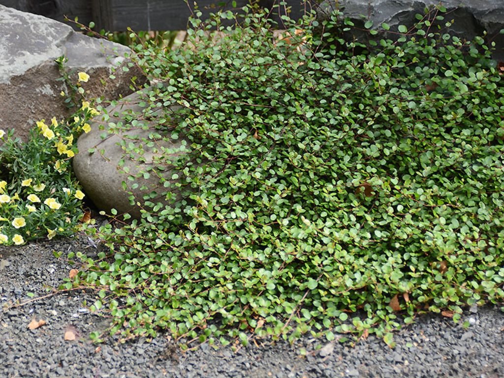 Trvalky Muhlenbeckia axillaris(1)