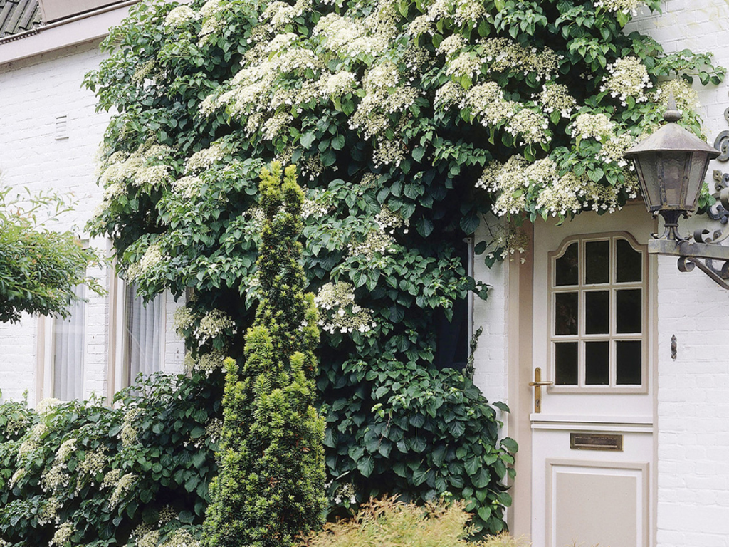 Popínavé rastliny Hortenzia popínavá Petiolaris 50 60 cm(1)