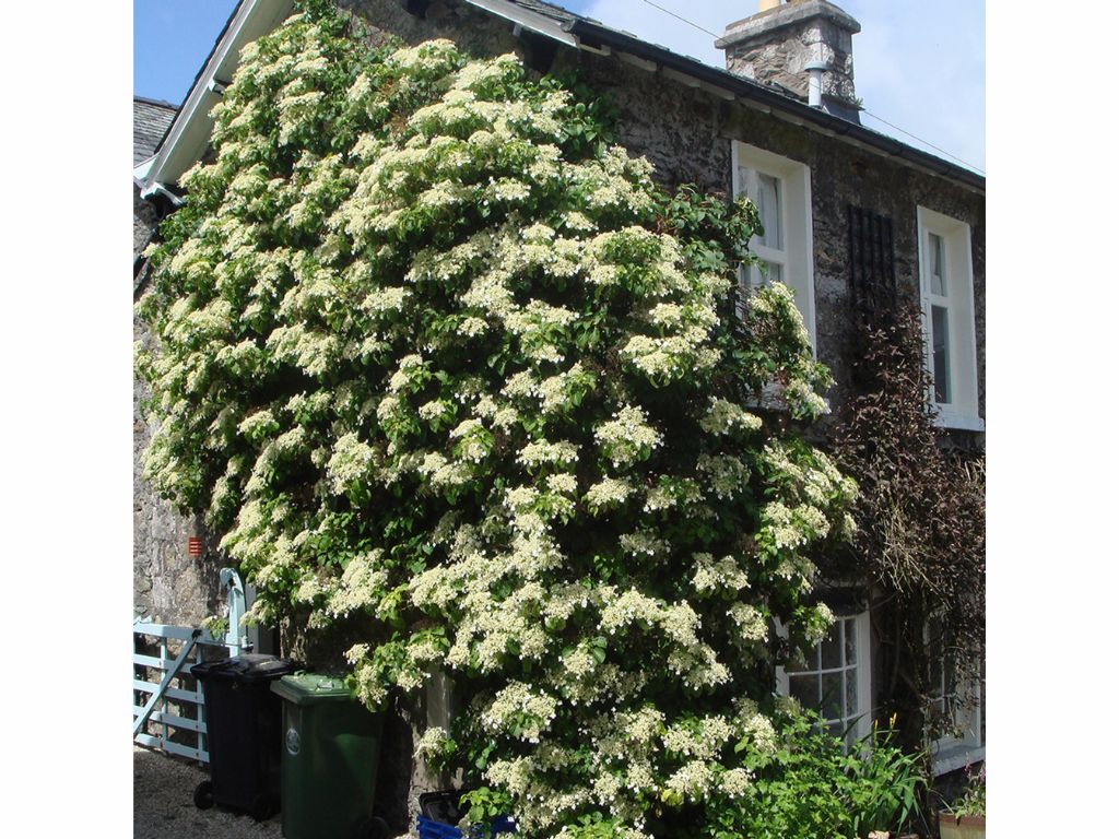 Popínavé rastliny Hortenzia popínavá Petiolaris 50 60 cm(7)
