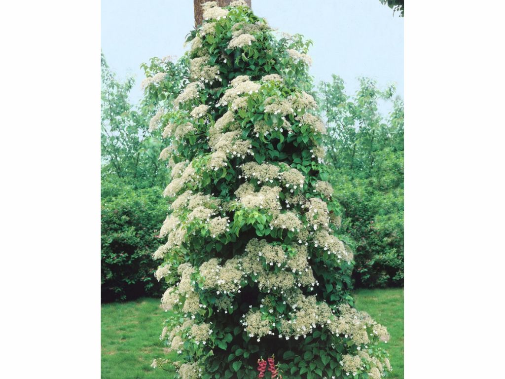 Popínavé rastliny Hortenzia popínavá Petiolaris 50 60 cm(8)