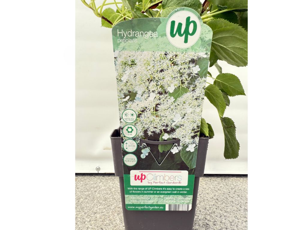 Popínavé rastliny Hortenzia popínavá Petiolaris 50 60 cm(6)