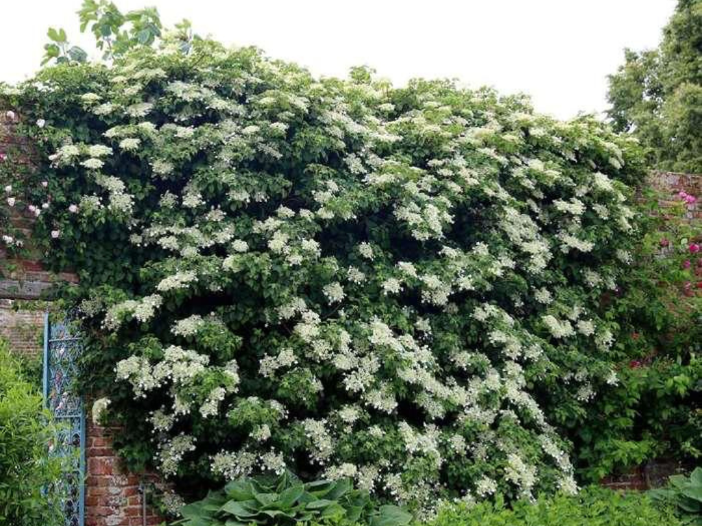 Popínavé rastliny Hortenzia popínavá Petiolaris 50 60 cm(3)