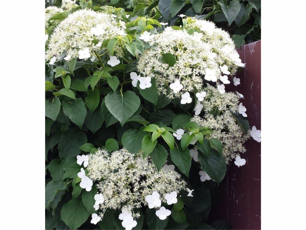 Popínavé rastliny Hortenzia popínavá Petiolaris 50 60 cm(5)