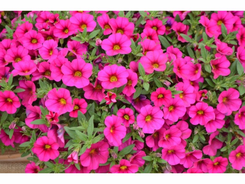 Letničky a balkónové kvety Minipetúnia Million Bells Unique Dark Pink(5)