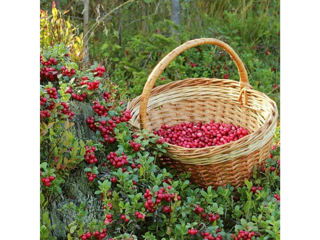 drobné ovocie ducplant(103)