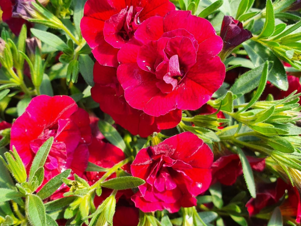 Letničky a balkónové kvety Minipetúnia Million Bells Unique Double Velvet Red(1)