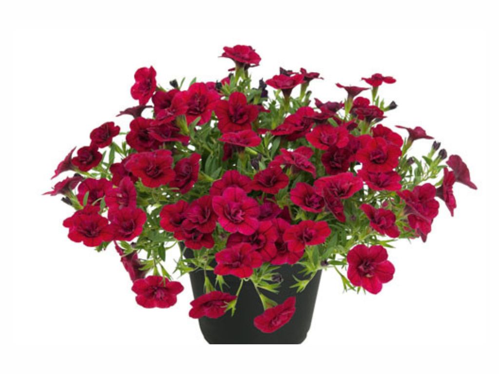 Letničky a balkónové kvety Minipetúnia Million Bells Unique Double Velvet Red