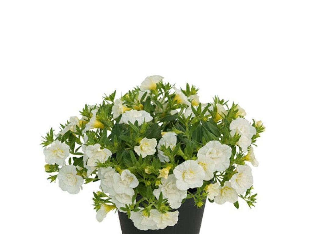 Letničky a balkónové kvety Minipetúnia Million Bells Unique Double White(1)