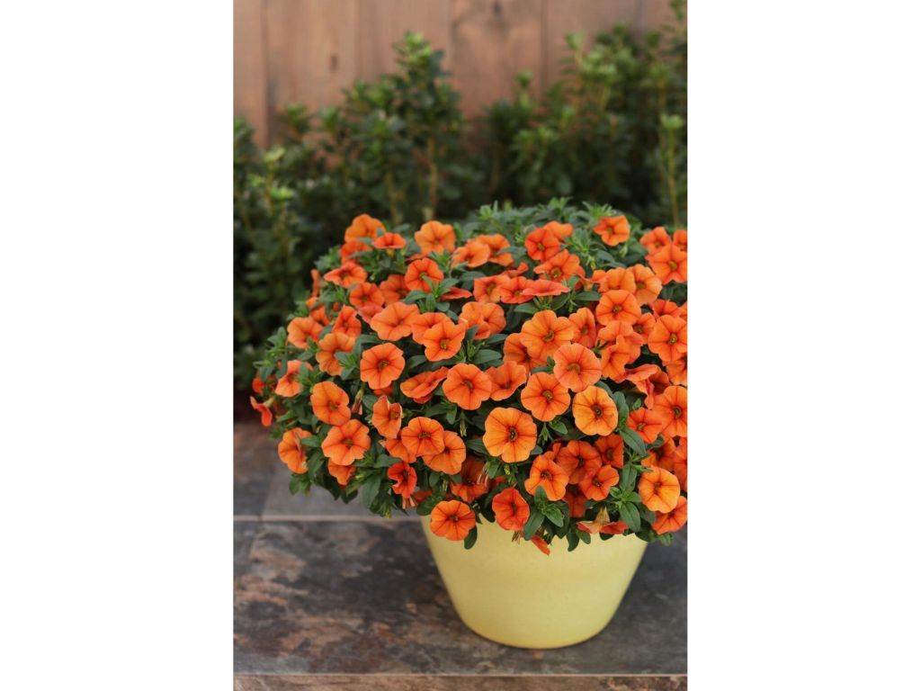 Letničky a balkónové kvety Minipetúnia Million Bells Unique Orange (5)