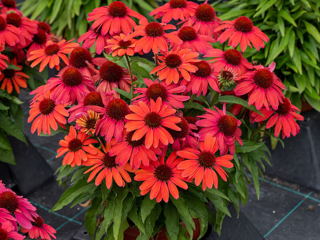 Trvalky Echinacea purpurová SunMagic Vintage Ruby(3)