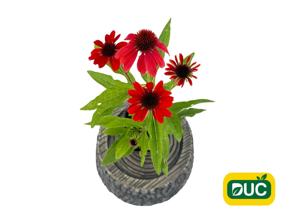 Trvalky Echinacea purpurová SunMagic Vintage Ruby(1)