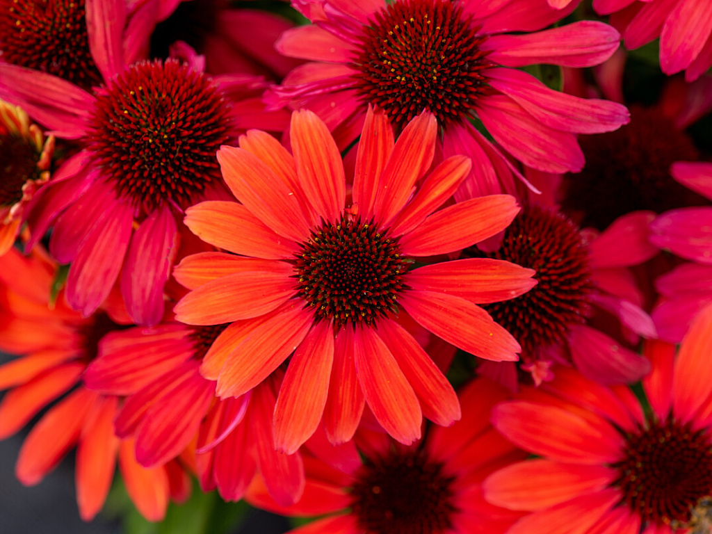 Trvalky Echinacea purpurová SunMagic Vintage Ruby(4)