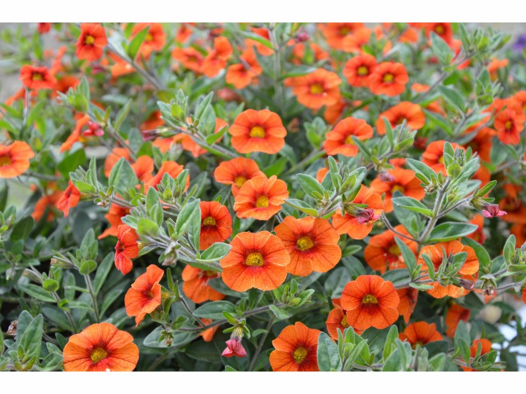 Letničky a balkónové kvety Minipetúnia Million Bells Unique Orange (2)