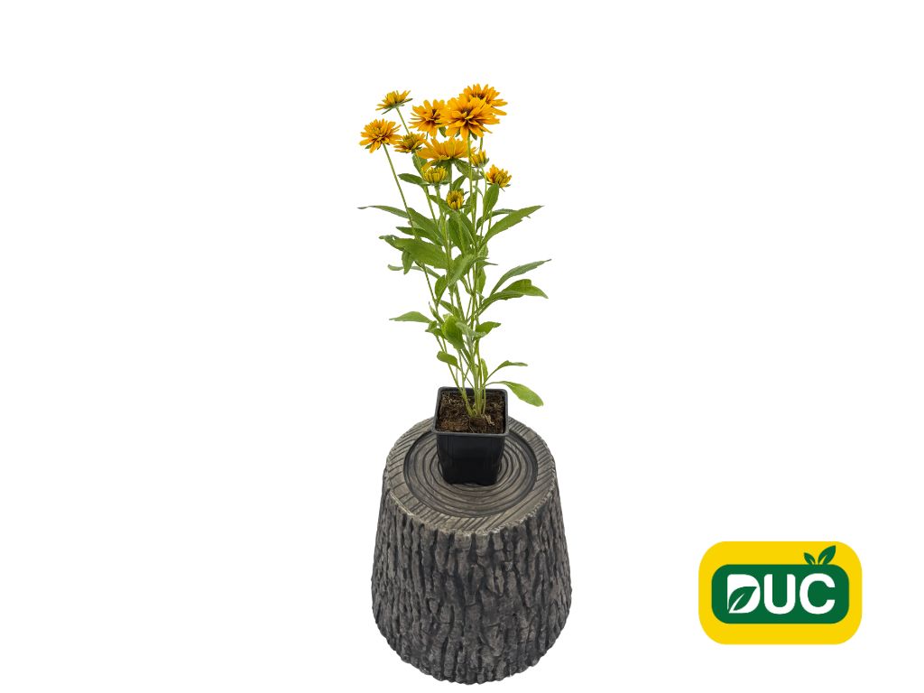 Trvalky Rudbekia Littlebeckia Ballerina