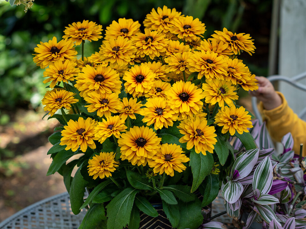 Trvalky Rudbekia Littlebeckia Ballerina(3)