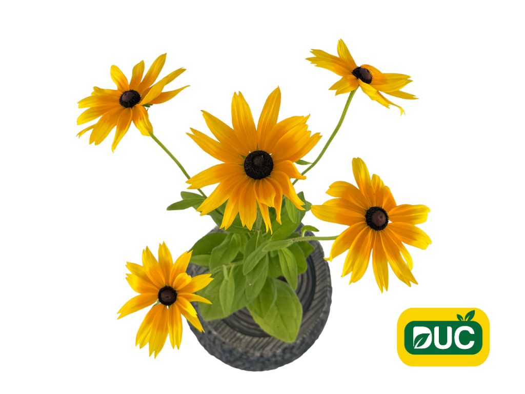 Trvalky Rudbekia Sunbeckia Maya(1)