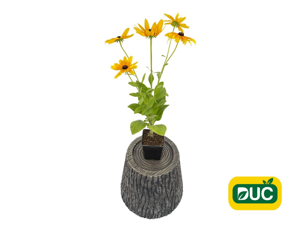 Trvalky Rudbekia Sunbeckia Maya