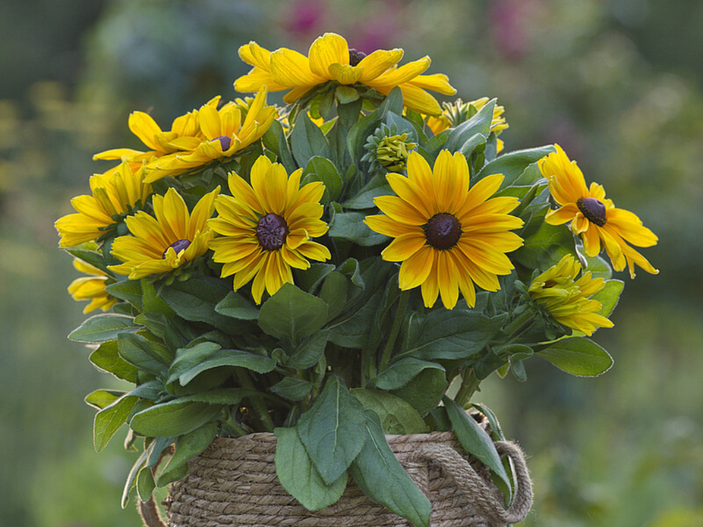 Trvalky Rudbekia Sunbeckia Maya(4)