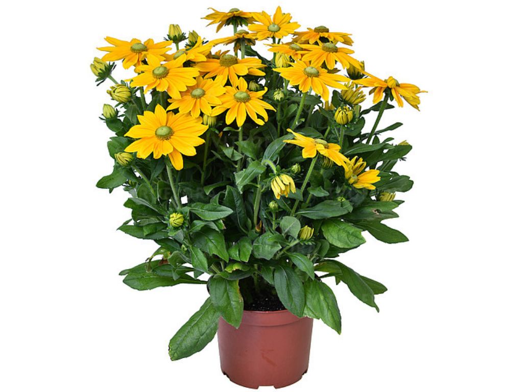 Trvalky Rudbekia Sunbeckia Ophelia(6)