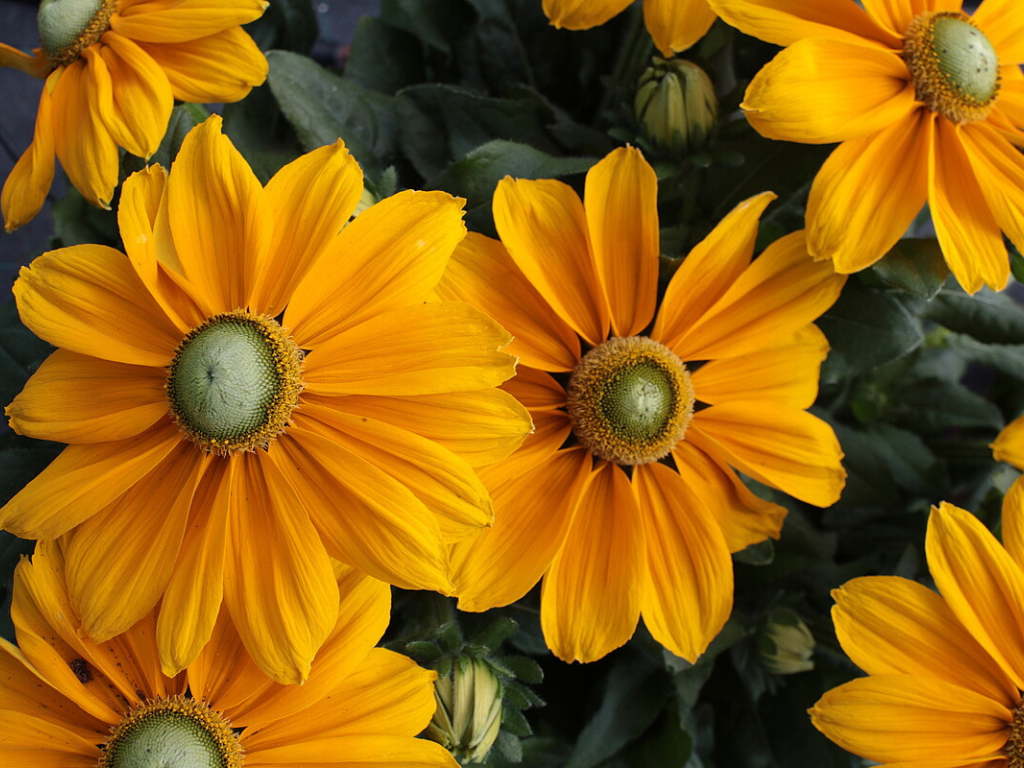 Trvalky Rudbekia Sunbeckia Ophelia(9)